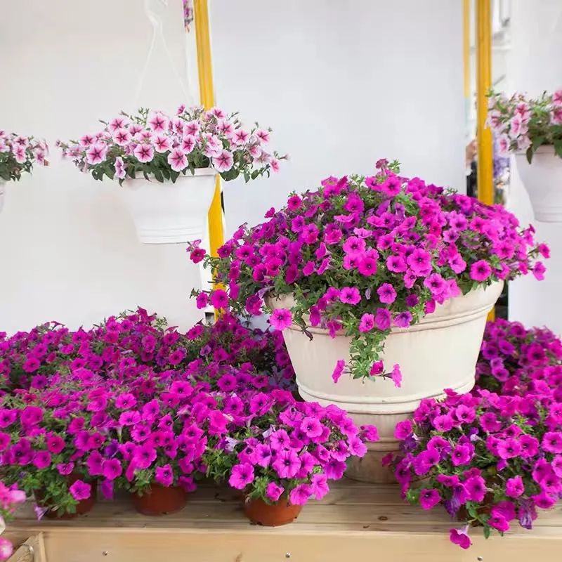 4种花适合秋天养漂亮又好养,庭院养花就养3种花开花多