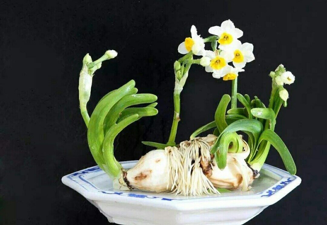 水仙高贵典雅，出现“哑花”影响观赏性，应如何预防？