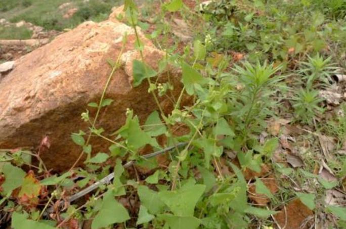 农村治毒蛇草药,毒蛇的克星野草