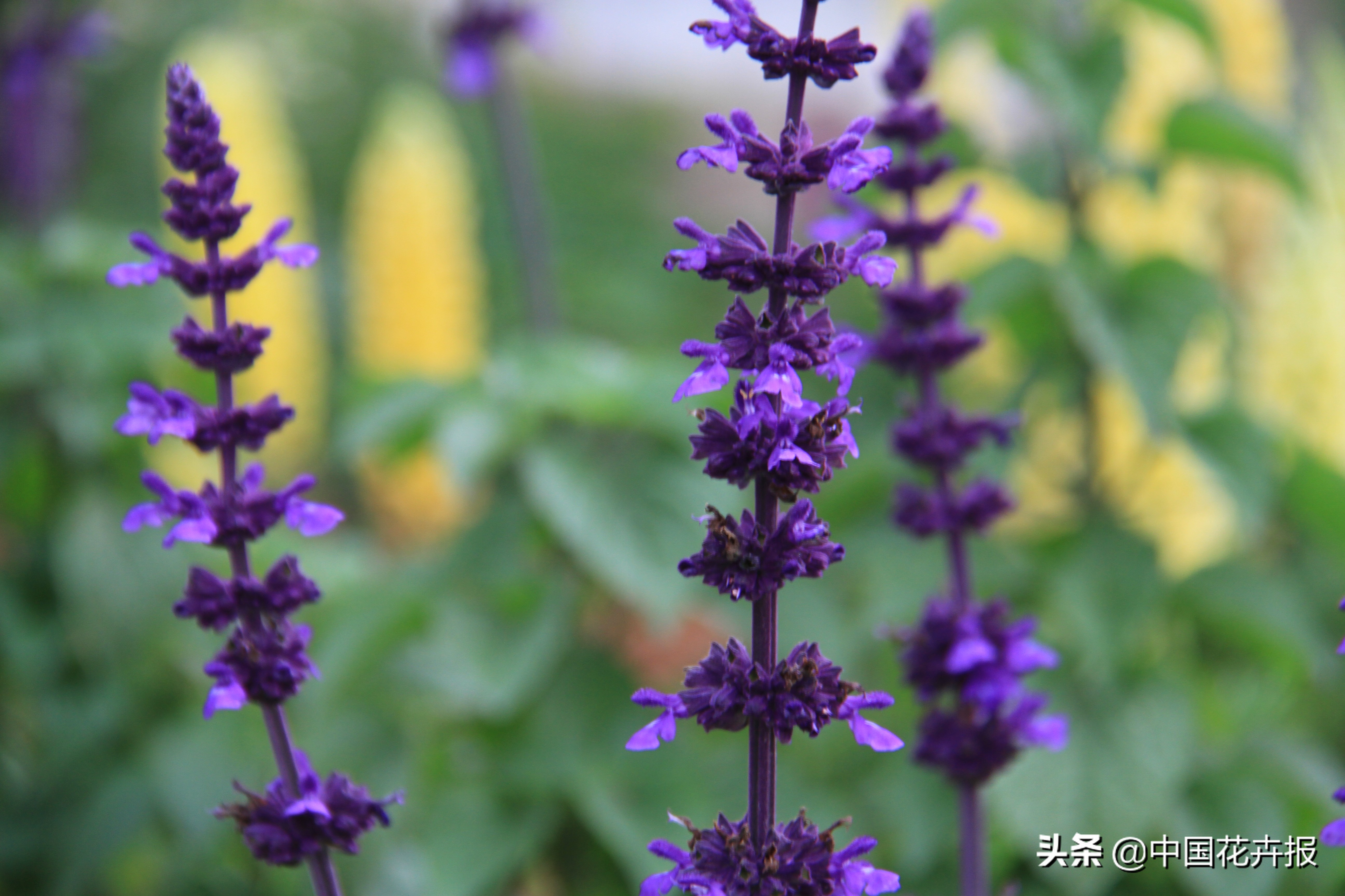 适合花园的花花草草,如何打造四季都有花的花园