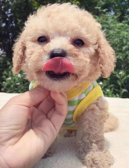 雪纳瑞犬和泰迪犬的缺点是什么,泰迪犬的六大缺点劝你最好别养