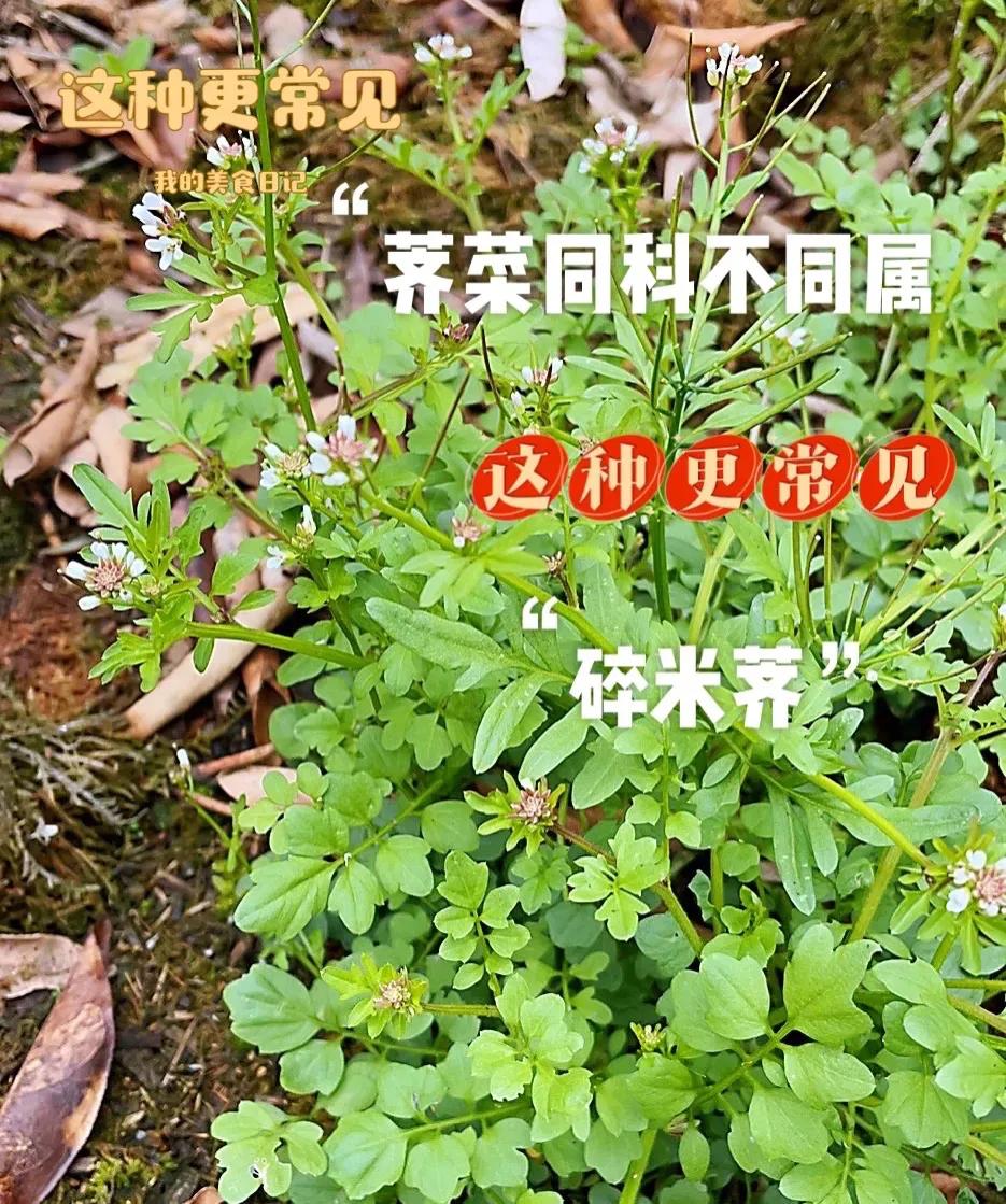 怎么判断荠菜嫩不嫩,如何辨别荠菜视频