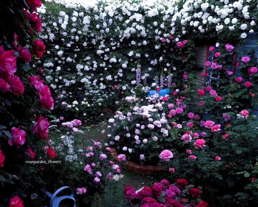 太毒了！“别人家”的月季花园，美到让人窒息