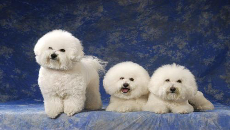 领养狗狗可以挑选品种和年龄么,领养狗狗要领养什么样子的好