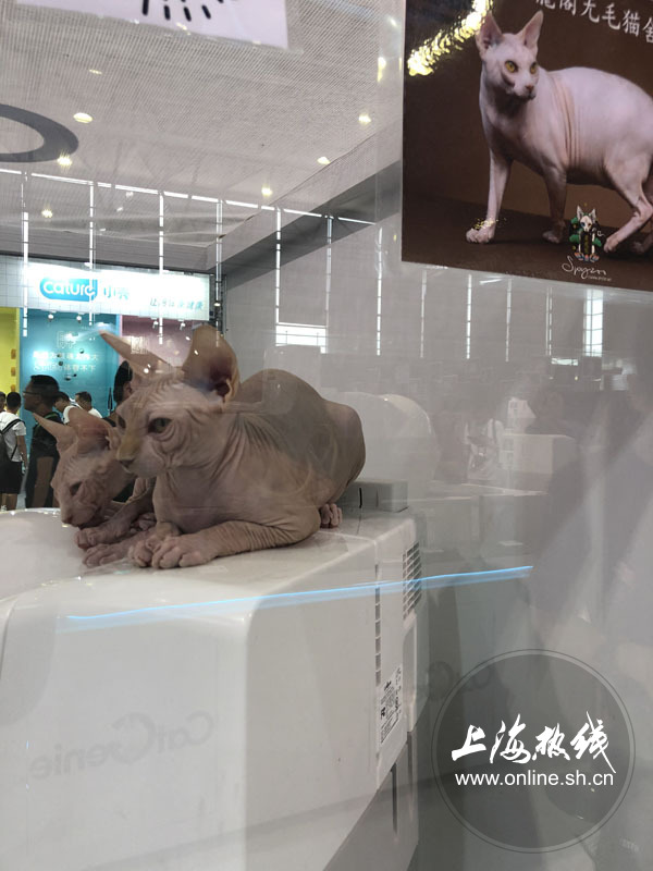 亚洲宠物展2022直播,亚洲宠物展会直播