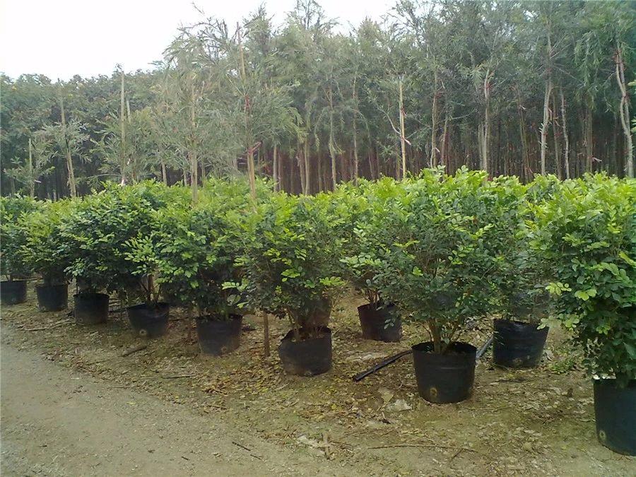 园林绿化斜坡种植技术,一亩园林分享种植小知识