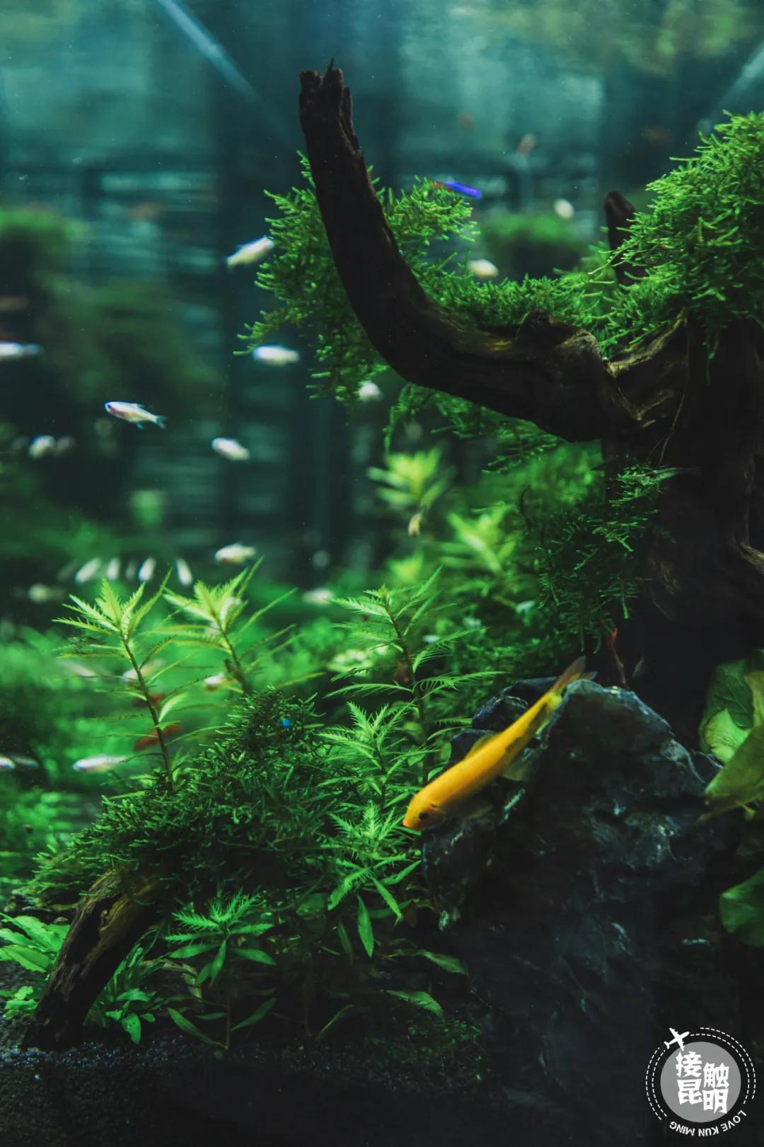 逛逛园博花鸟市场,园博花鸟市场攻略