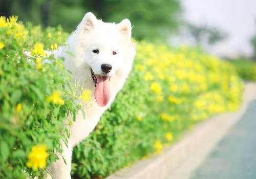 怎么能养好一只萨摩耶,萨摩耶和金毛哪个养好