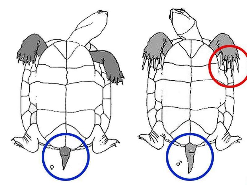 乌龟脱壳全过程,乌龟脱壳是在水里还是不放在水里