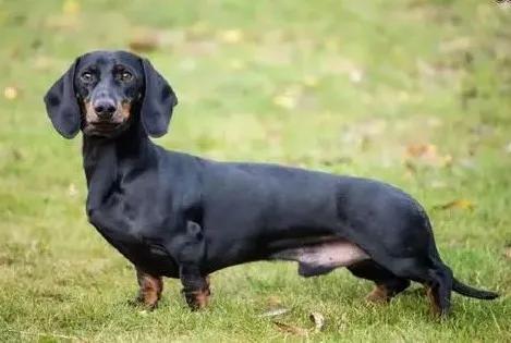 适合懒人养的狗,懒人养狗的最佳方法