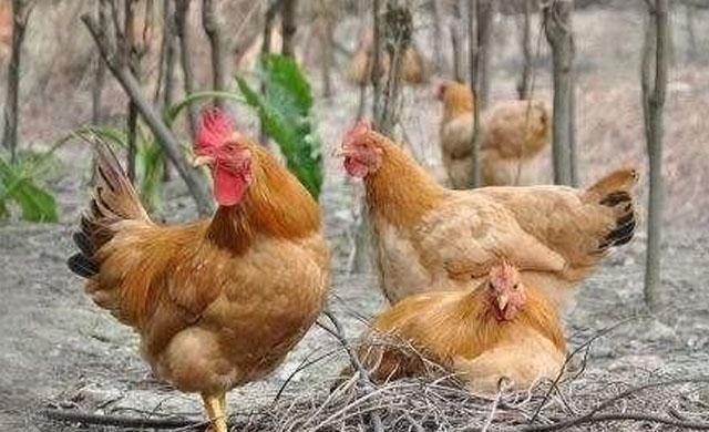 得了鸡痘的鸡可以用鸡痘疫苗吗,鸡身上长鸡痘可以吃吗