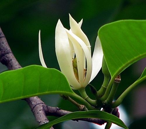 白兰花烂根治疗方法,白兰花烂根怎么办