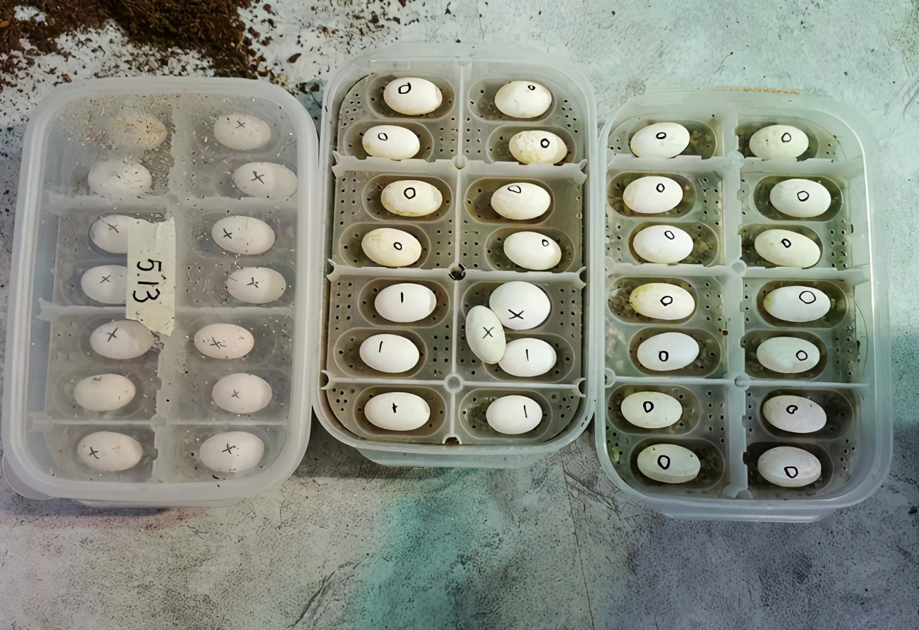 小鬃狮用什么饲养,鬃狮蜥为什么会有人养