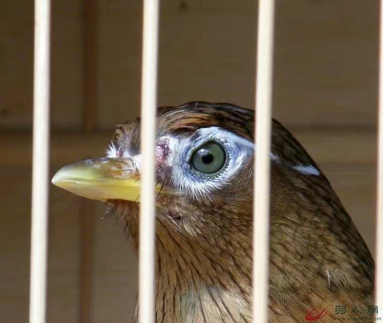 画眉鸟喂养训练方法,画眉鸟最好的训练方法