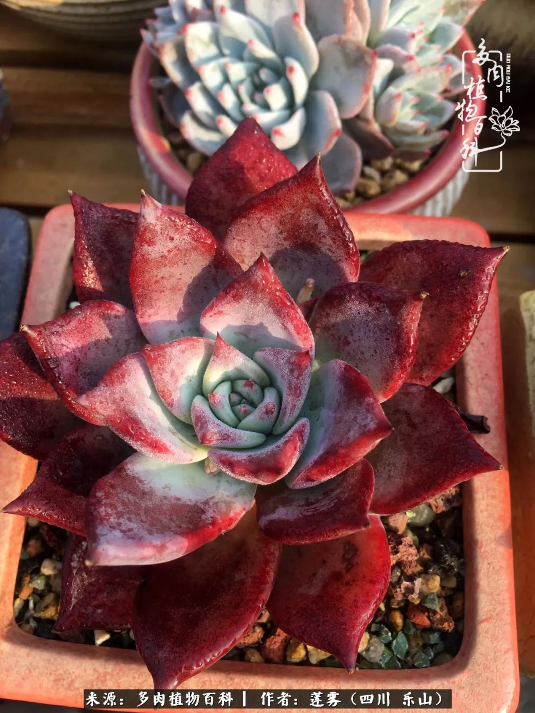 治愈系多肉精灵,初冬携一抹暖阳与多肉相伴