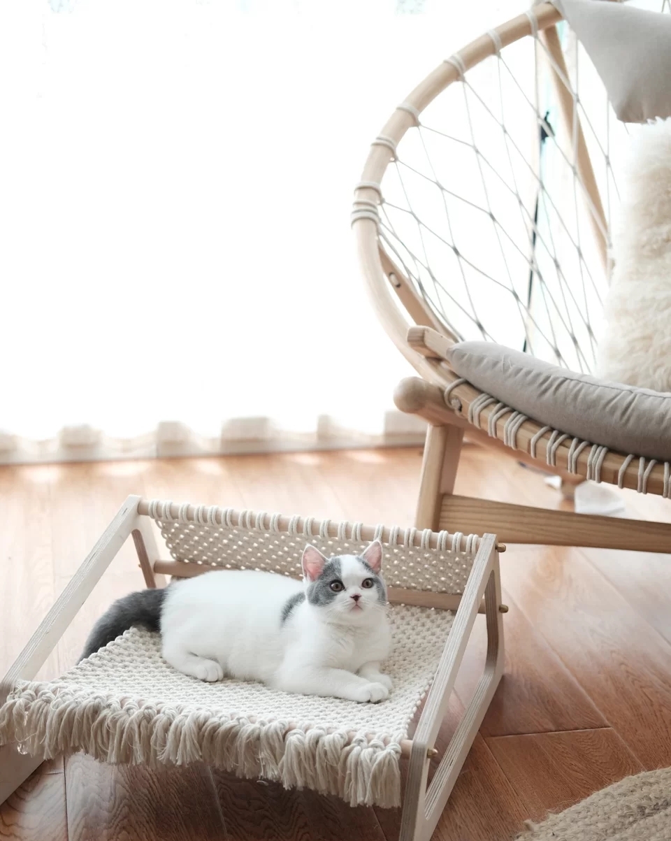 装修分享|养猫指南：铲屎官必看家装攻略