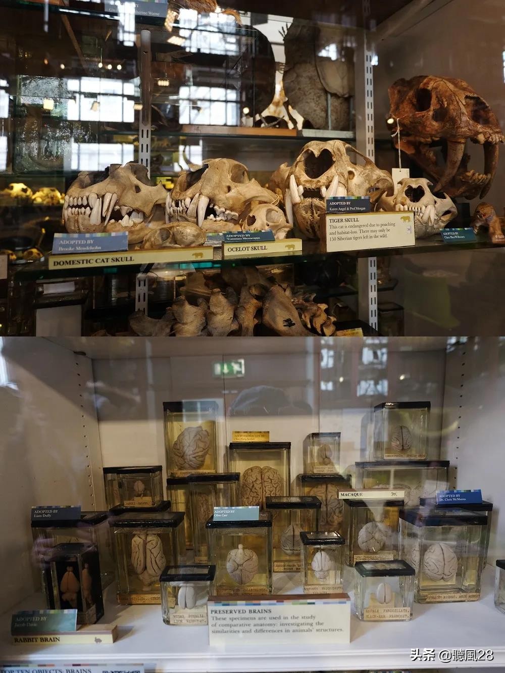 斑马打印机打印有竖线,斑马打印机打印出来有黑条纹