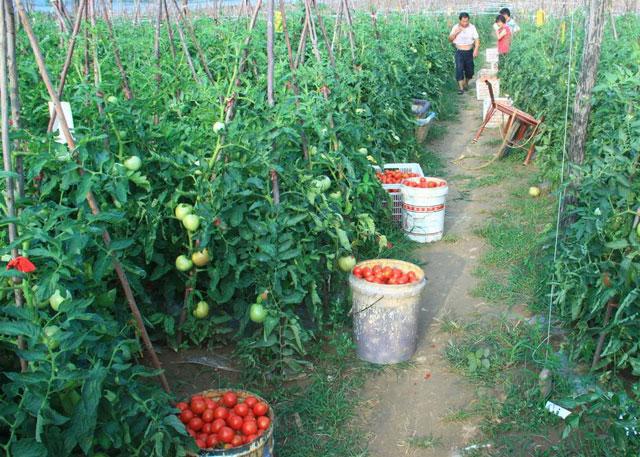 番茄种植,溃疡病传播快,危害大,难以控制,该如何进行防治呢?