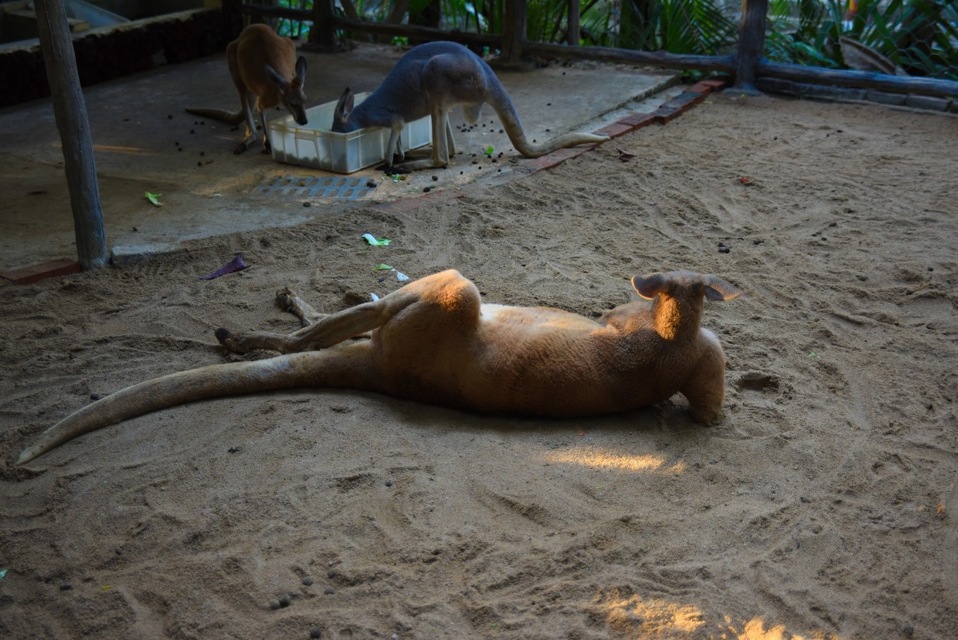 三亚旅游与美食攻略,三亚旅游攻略三亚美食