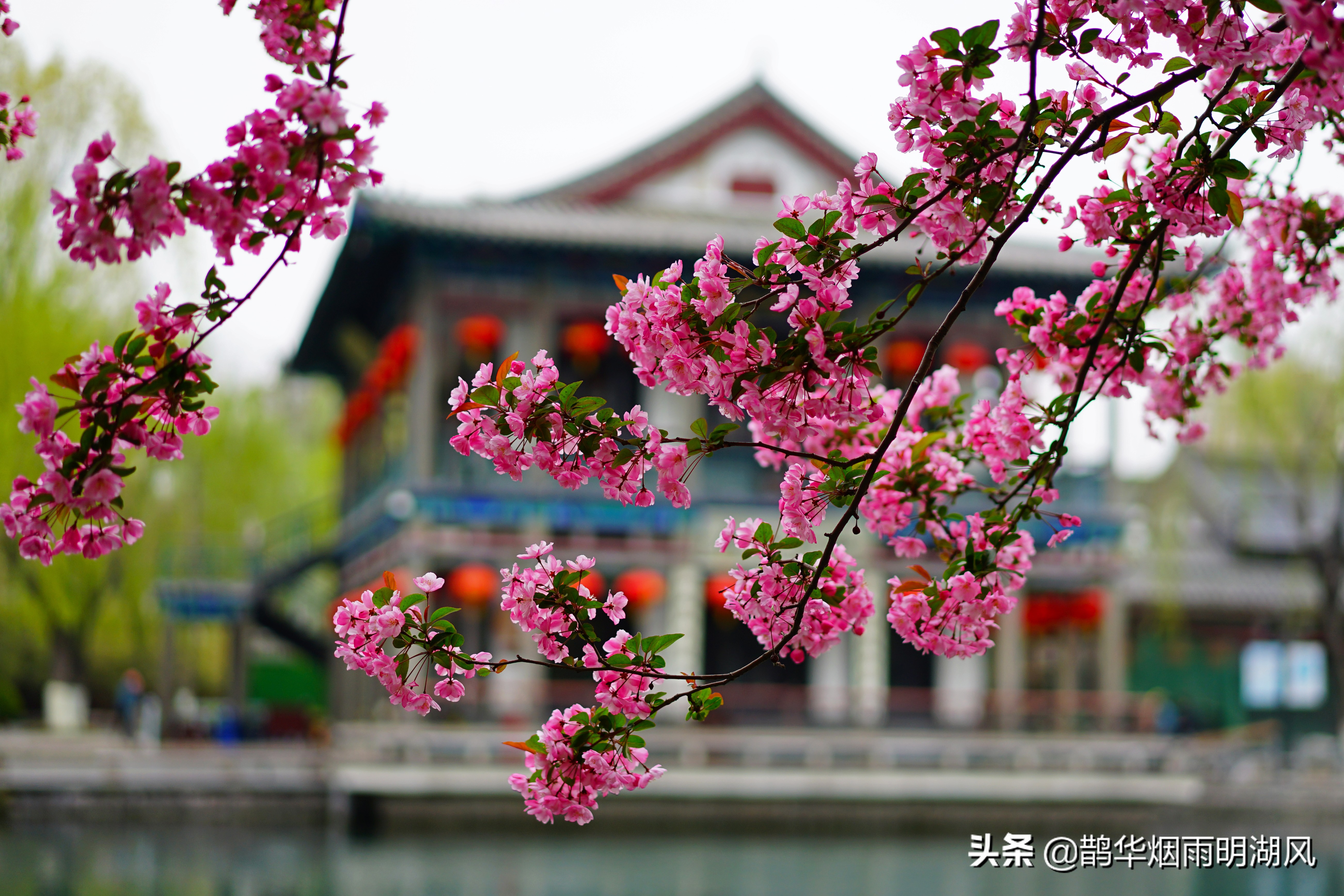 济南五龙潭樱花雨,济南五龙潭晚樱