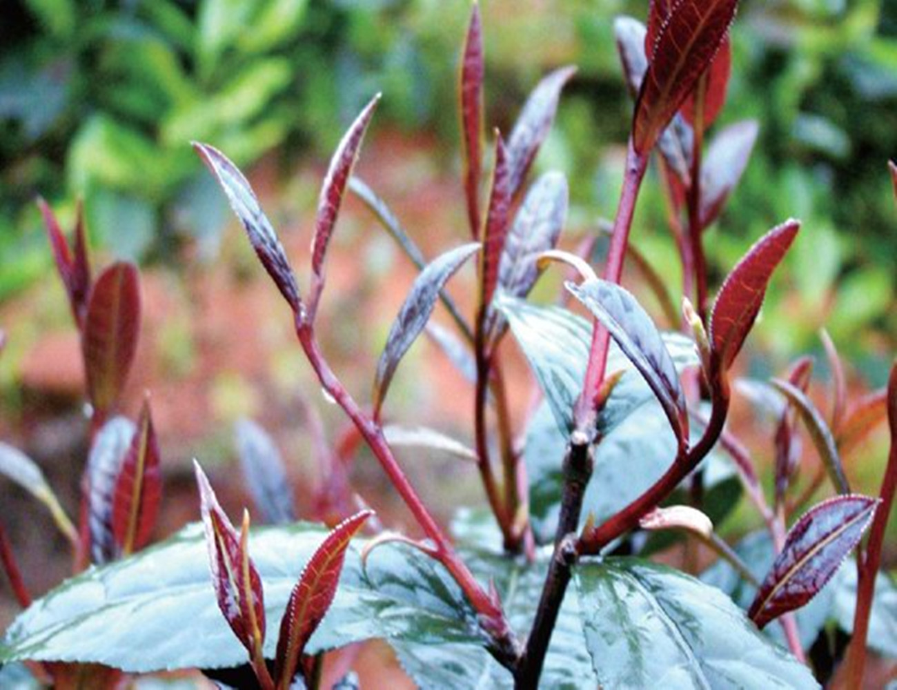 肯尼亚紫茶,肯尼亚紫茶怎么样