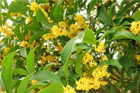 桂花叶尖干枯用什么药,桂花树叶尖干枯怎样治