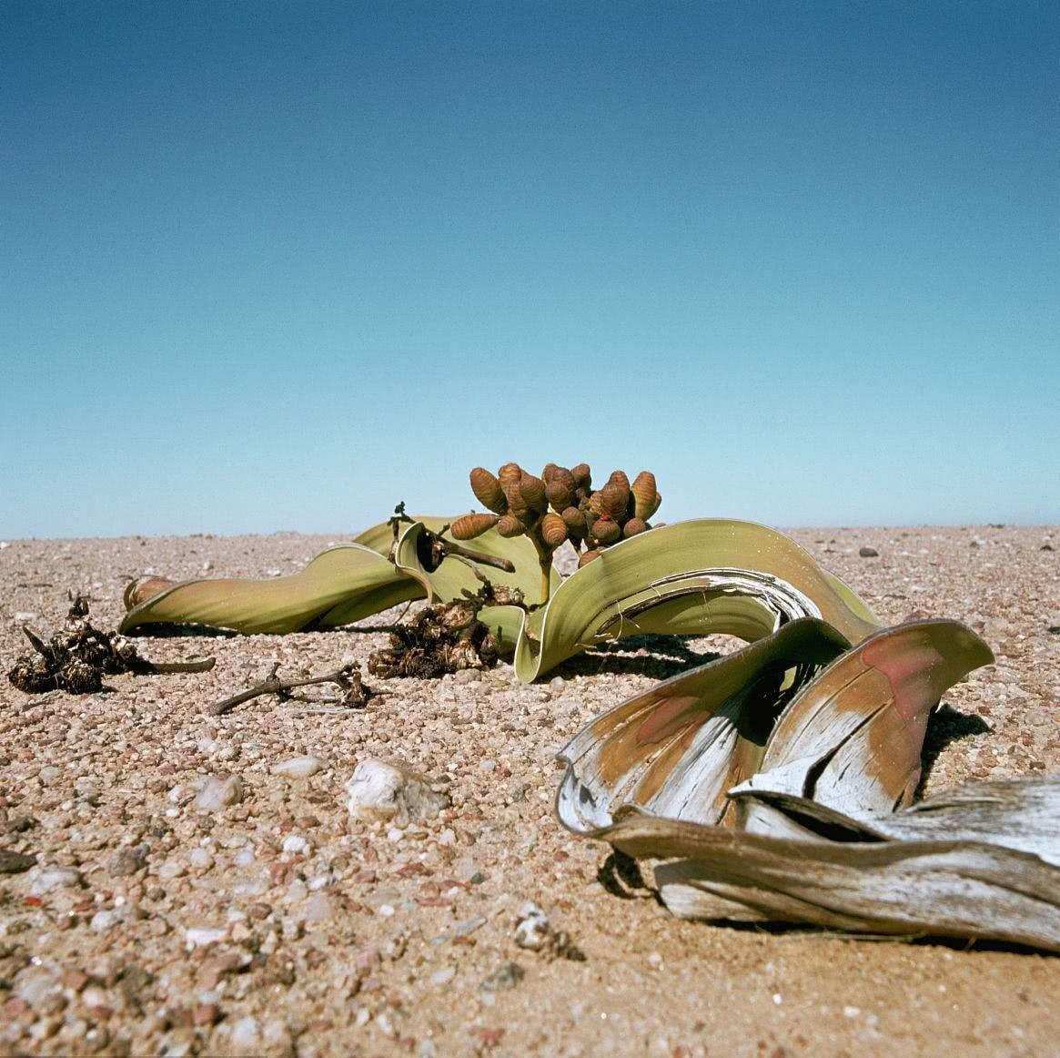 百岁兰为什么只长两片叶子,千岁兰叶片不断分裂和分化出什么