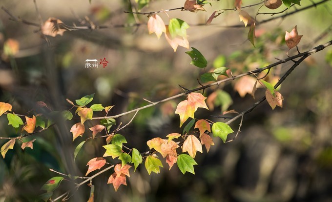 「徽州冷」宏村秋深晴少，友谊地久天