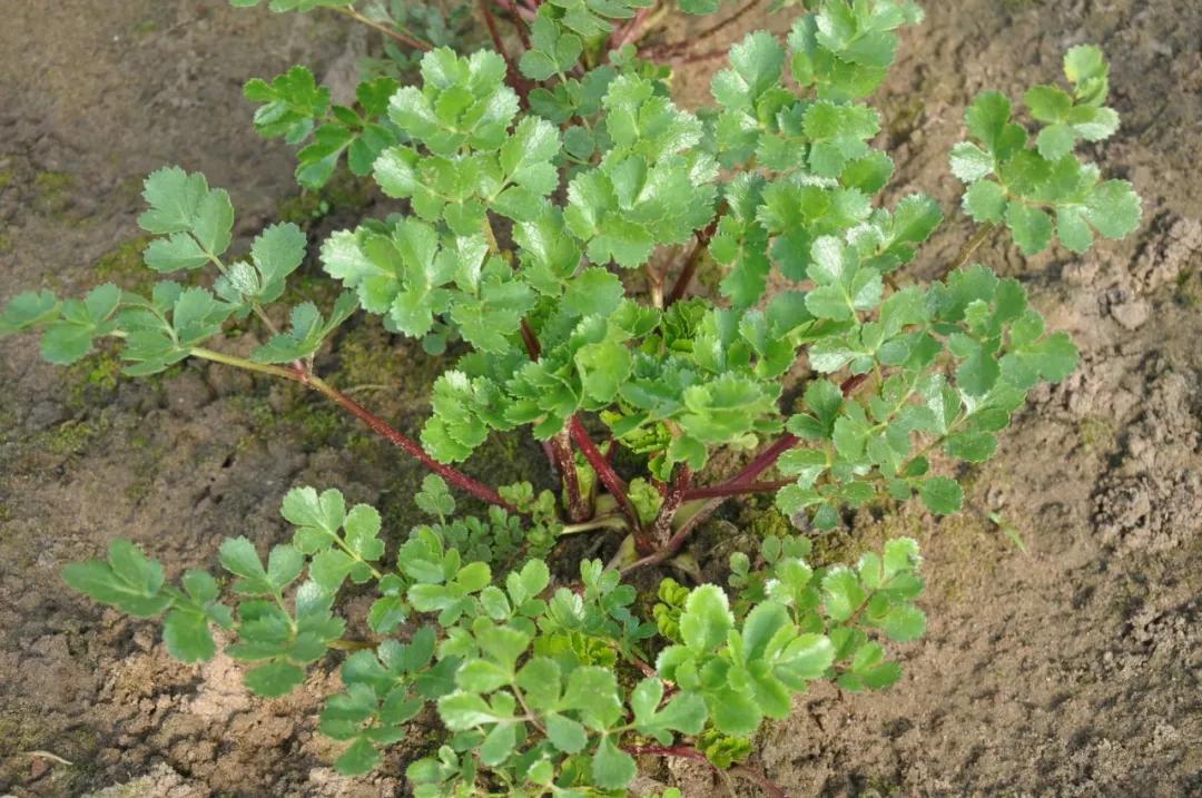 硬核整理!高清中药教材原植物彩*图色**谱(四期)