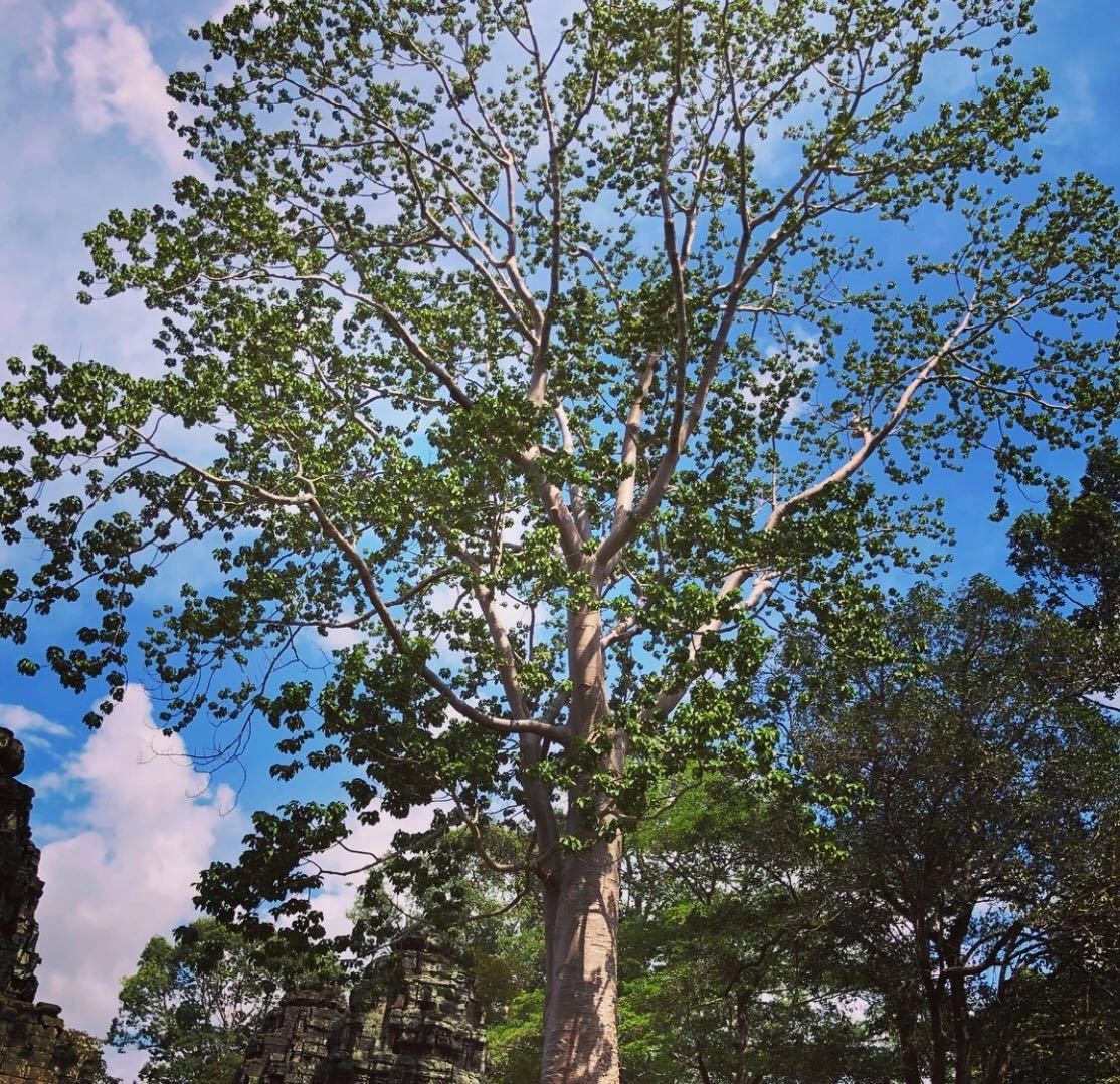 吴哥旅行,旅行体验官是真的吗