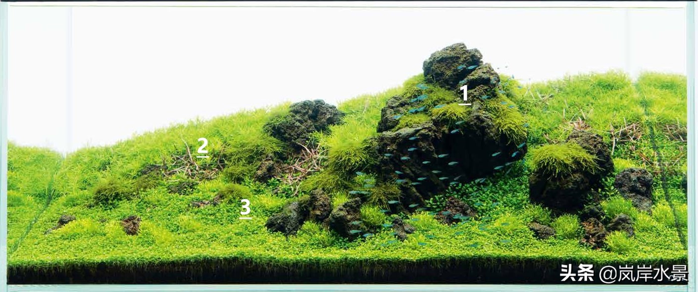 岚岸鱼缸造景图,岚岸水草缸设计图