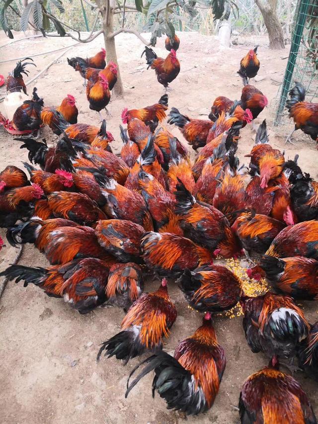 鸡群得了呼吸道可以喷雾用药吗,掌握七种温差鸡群远离呼吸道疾病