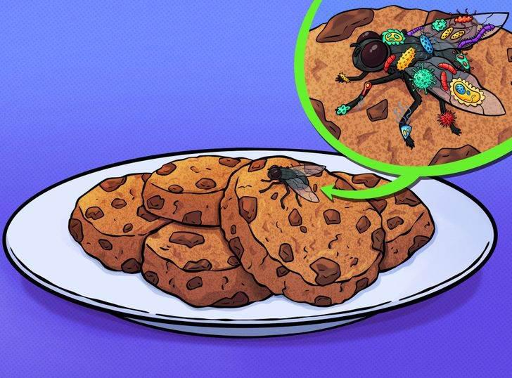 苍蝇能传播痢疾吗,苍蝇可传播下列哪种疾病