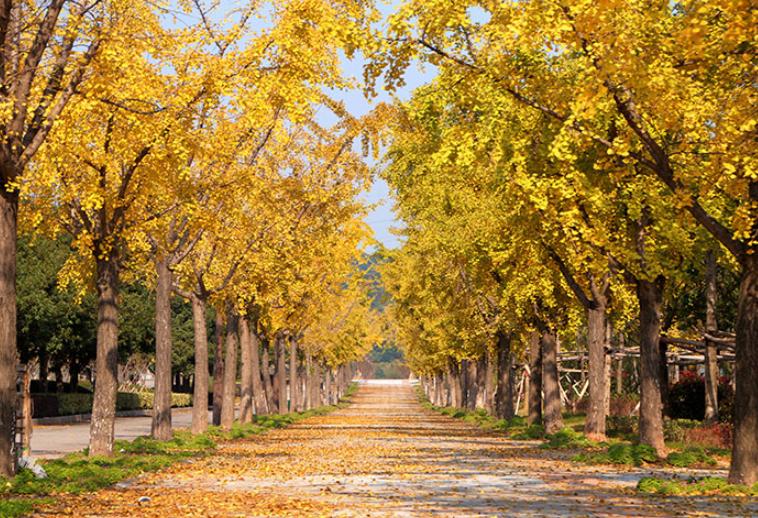 温州茶山大学城的银杏林变黄了，相约一起拍美照吧