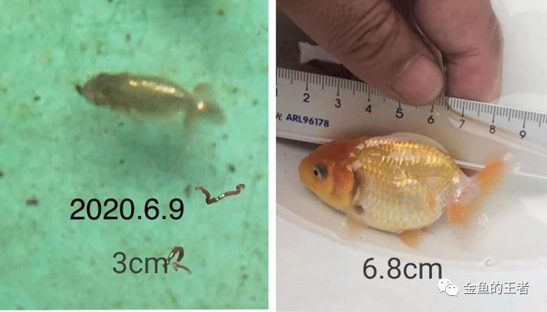 养功考试1个月,20条鱼的前后成长对比,变化太惊艳了