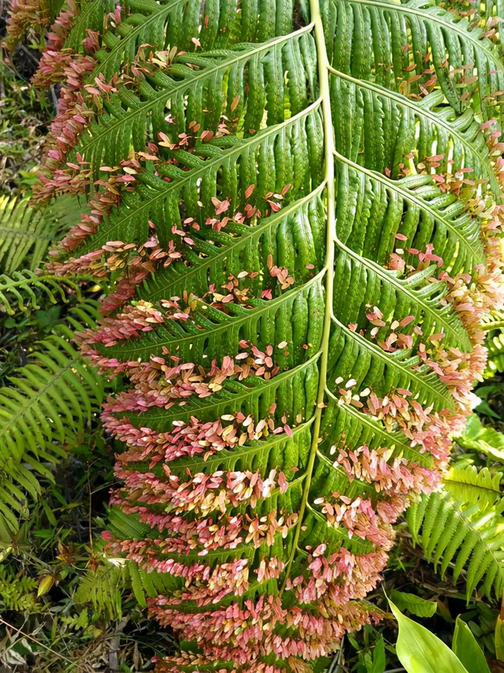 当别的种子匆匆离家,这些种子却在妈妈身上发芽