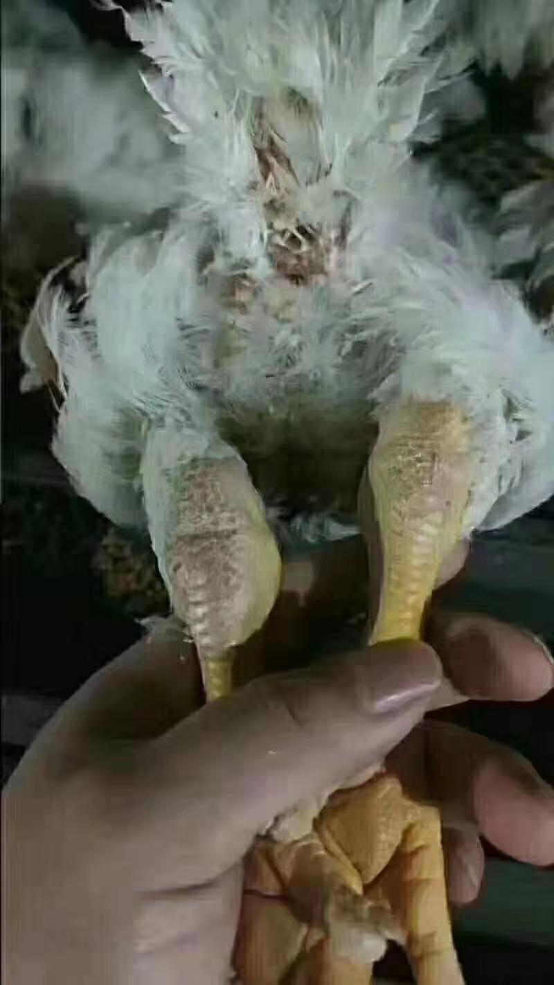 脚掌滑囊炎症状及治疗方法,脚踝滑膜囊积液怎么治疗