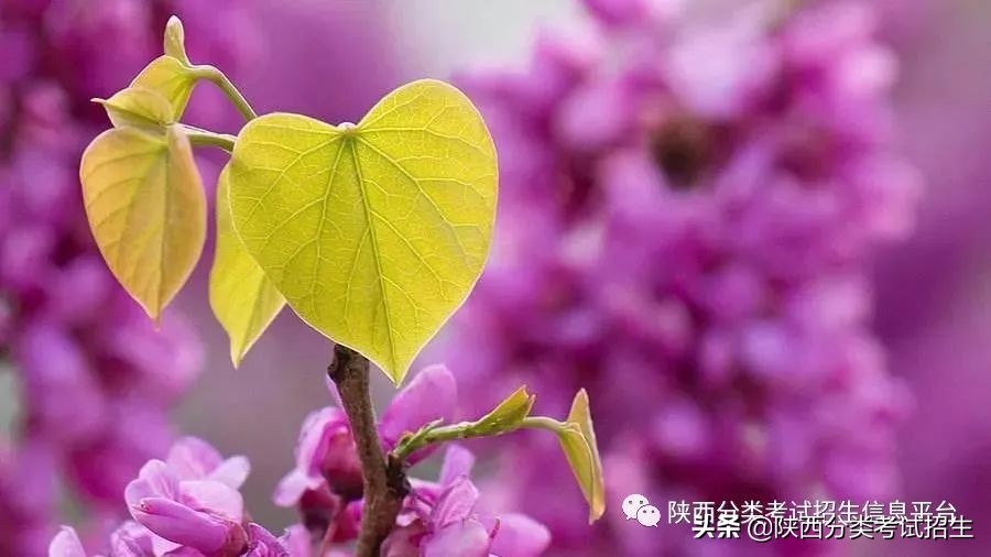 两汉三国,真美汉中|汉中职业技术学院