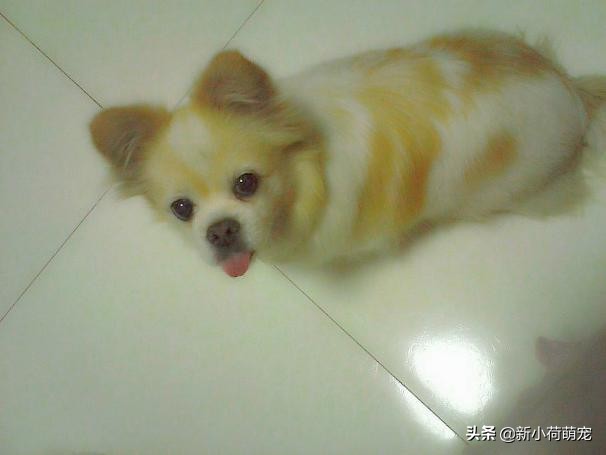 狗狗吐黄色液体也没精神,怎么判断狗狗是肠胃炎还是胰腺炎