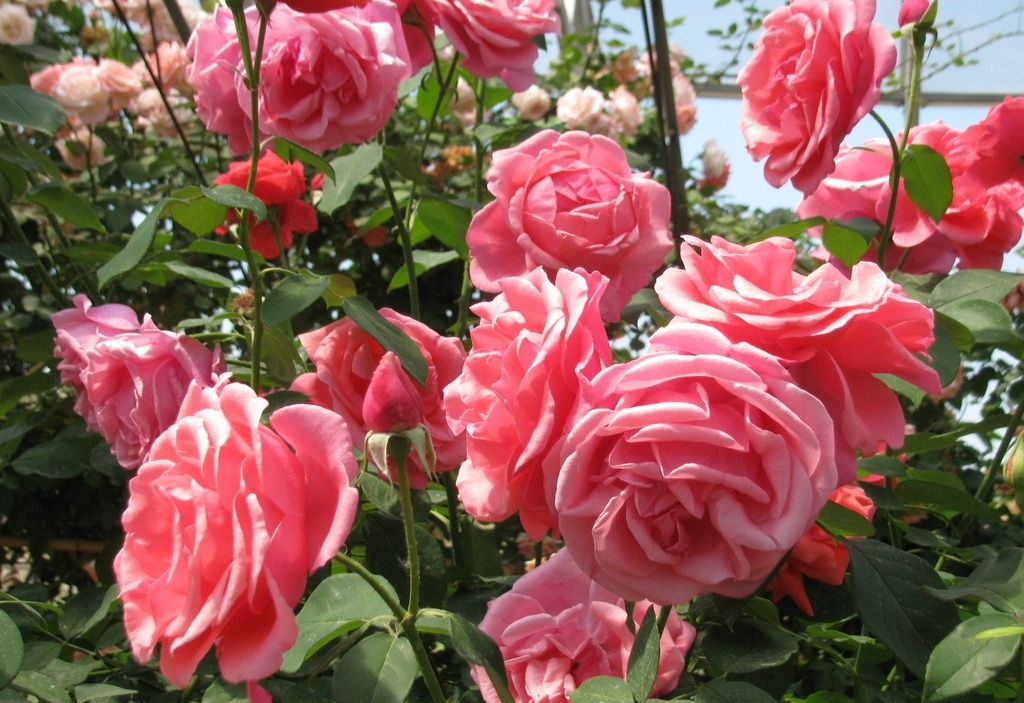 蟹爪兰花用小苏打水浇花好吗,小苏打养花的三个小妙招