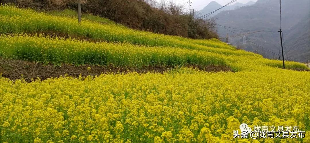 文县乡村振兴新闻,文县乡村振兴从春天启程