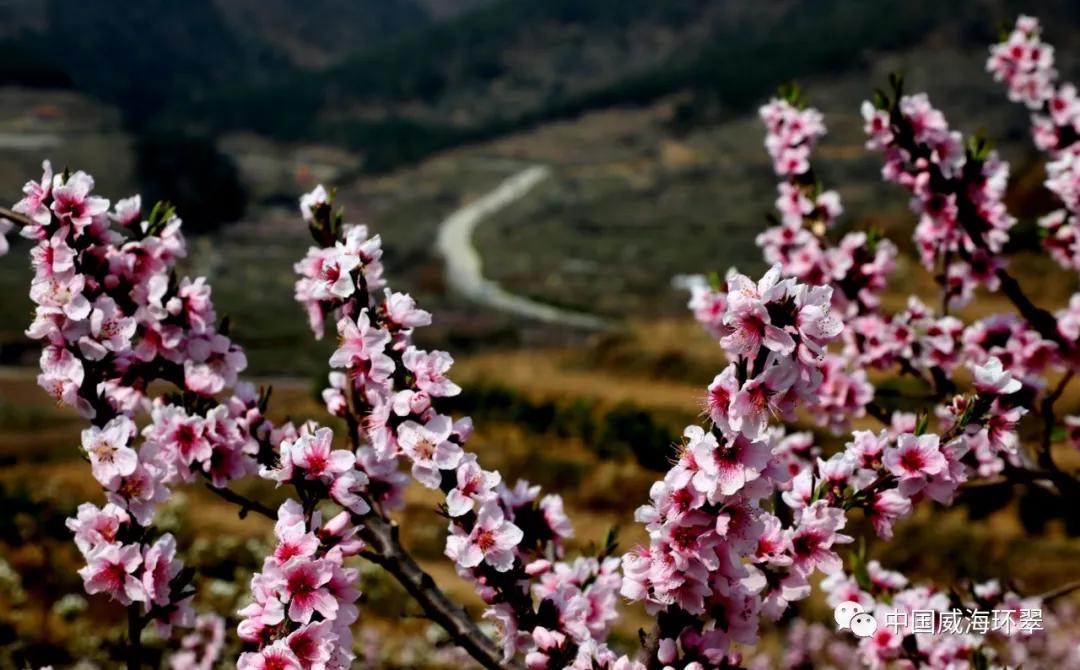 走进春天的环翠公园,环翠景色