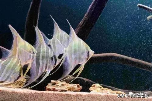 埃及观赏鱼的饲养要点,埃及神仙鱼的饲养技巧和方法