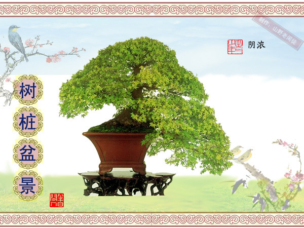 高山杜鹃花老树桩盆景,大树桩盆景欣赏