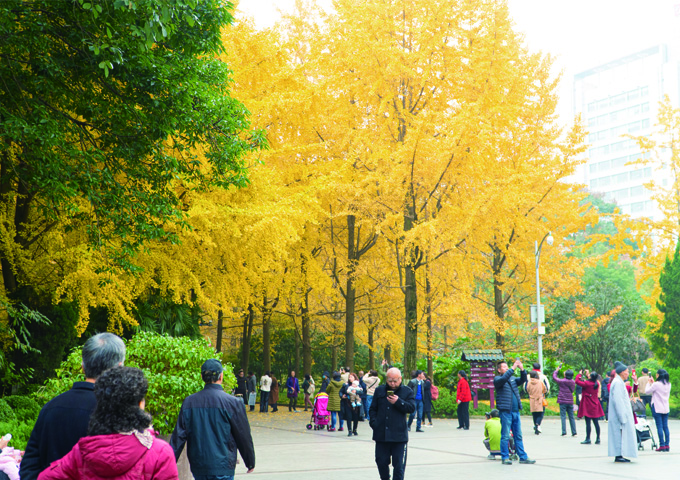 成都的银杏几月份最佳观赏期,成都银杏观赏指南