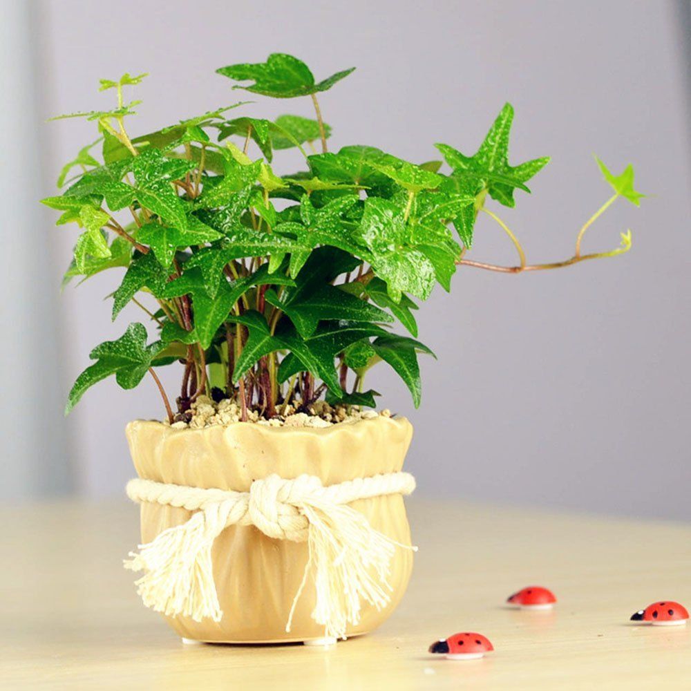 小飞虫太多如何驱赶,家里边全部都是小飞虫拿什么治呢