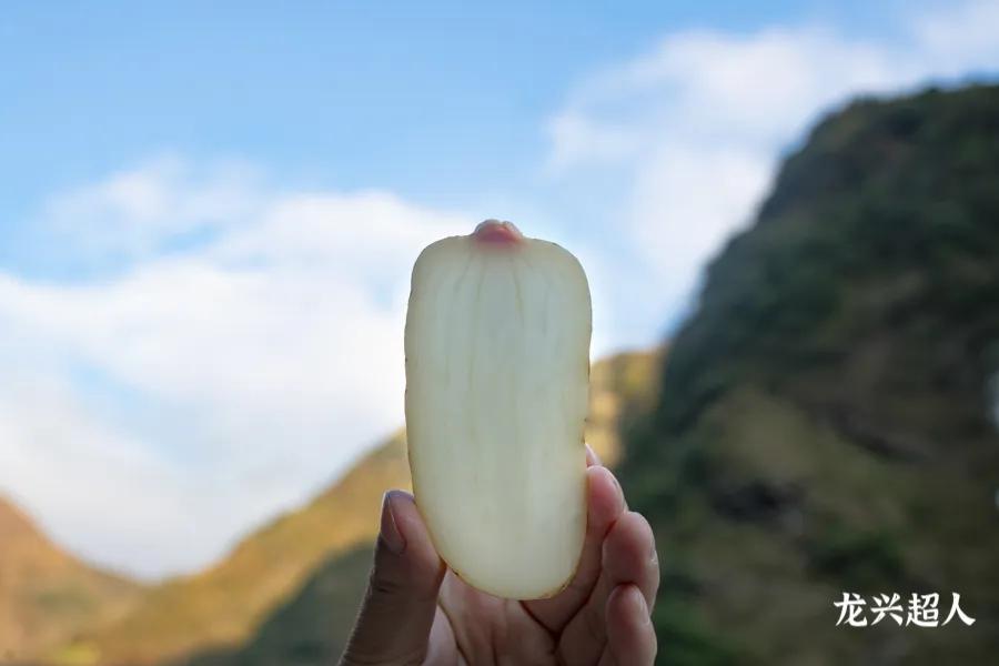 贵州的道地药材天麻,天麻属于哪里的道地药材