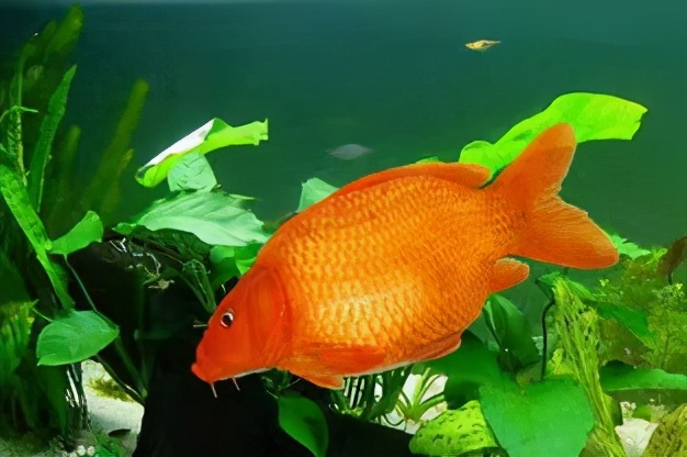 荷包鲤鱼是什么样的,荷包鲤鱼观赏鱼