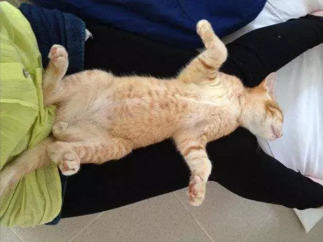 如何封印一只猫,怎么一招封印猫