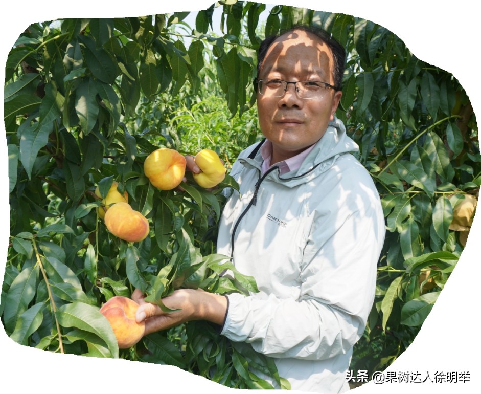 要想种好桃，了解桃的生物学特性是关键，有哪些特性呢